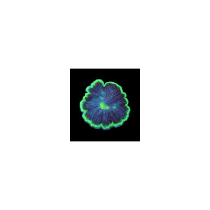 Cycloseris fragilis (Premium) | LPS stony coral | Akvaariok…