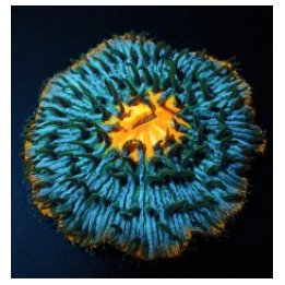 Cycloseris spp. (Premium) | LPS-kivikoralli | Akvaariokeidas
