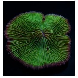 Fungia spp. (Pink Edge) | LPS-kivikoralli | Akvaariokeidas