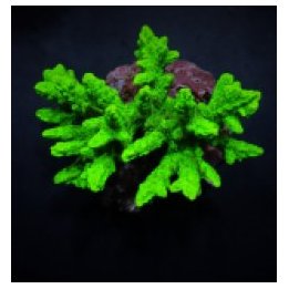 Hydnophora spp. (Green) | LPS stony coral | Akvaariokeidas