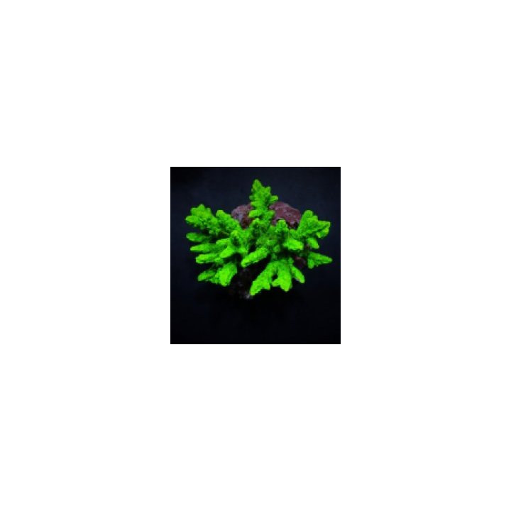 Hydnophora spp. (Green) | LPS stony coral | Akvaariokeidas