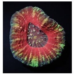 Scolymia australis (Common) | LPS stony coral | Akvaariokei…