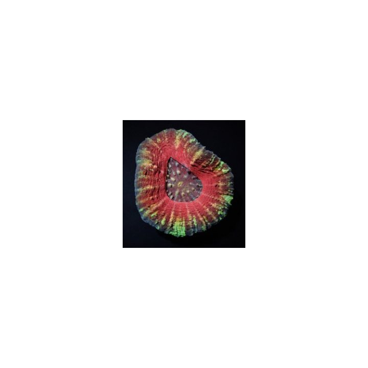 Scolymia australis (Common) | LPS-kivikoralli | Akvaariokei…