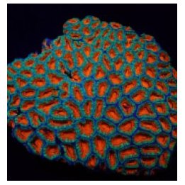 Micromussa spp. (Premium) | LPS stony coral | Akvaariokeidas