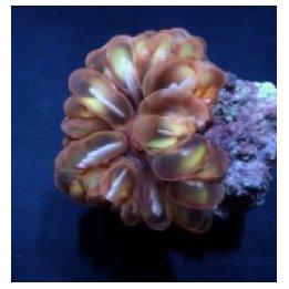 Cynarina spp. (Premium) | LPS stony coral | Akvaariokeidas