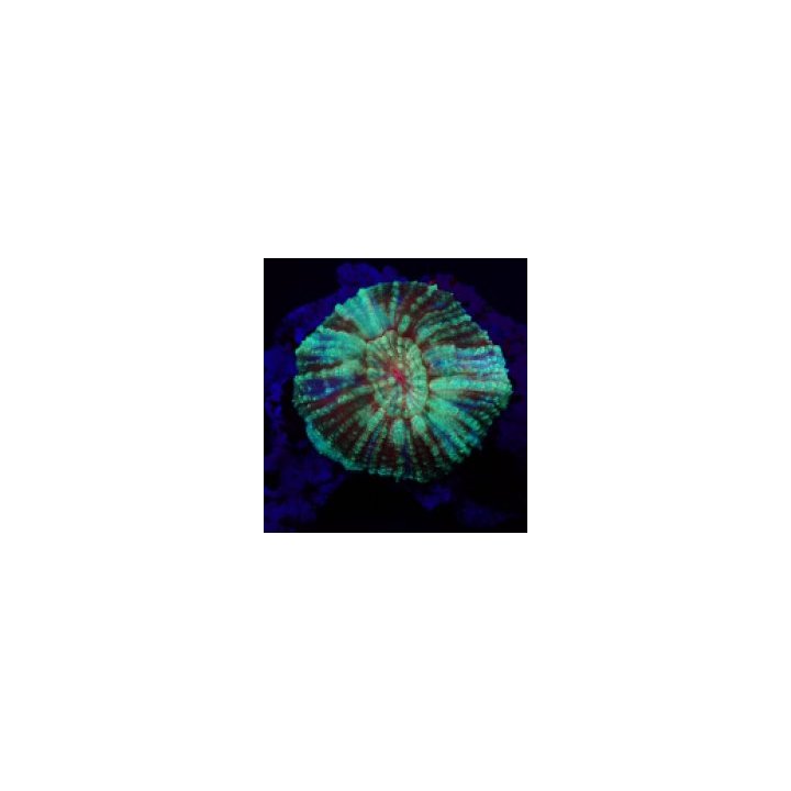Lobophyllia vitiensis (Assorted Colors) | LPS stony coral |…
