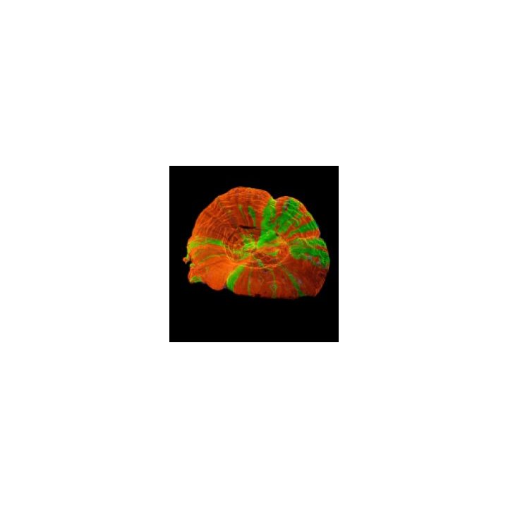 Scolymia australis (Reverse Bleeding Apple) | LPS stony cor…