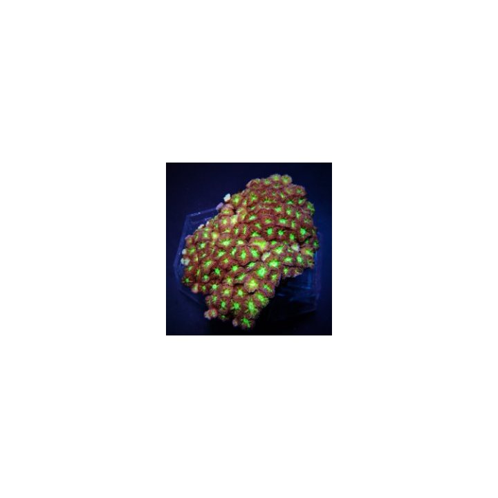 Blastomussa merletti | LPS-kivikoralli | Akvaariokeidas