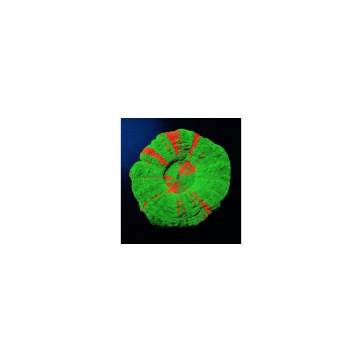 Scolymia australis (Bleeding Apple) | LPS-kivikoralli | Akv…