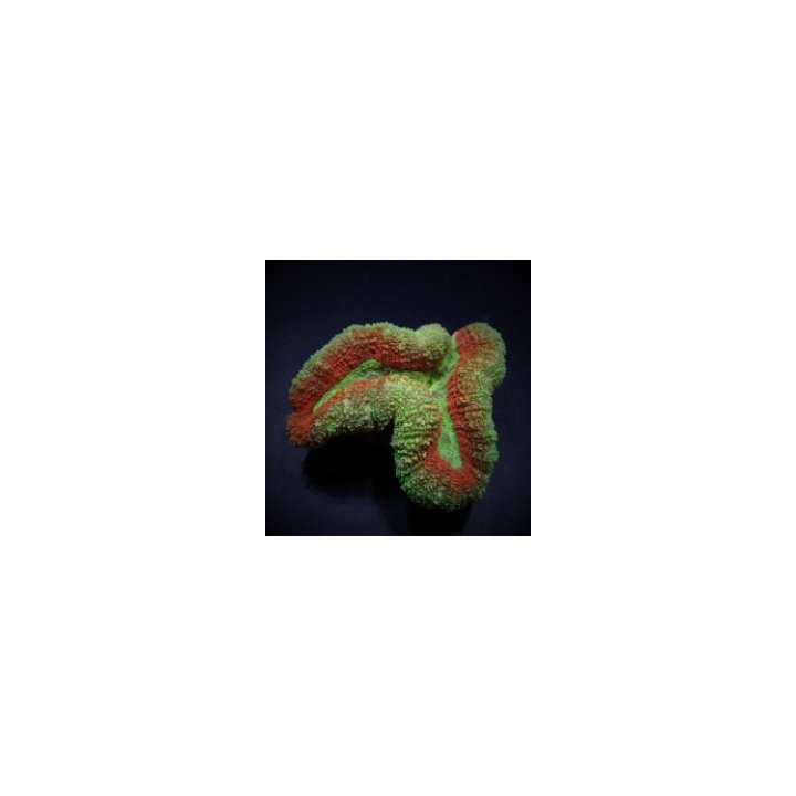 Symphyllia spp. (Splitcolor) (Premium) | LPS stony coral | …