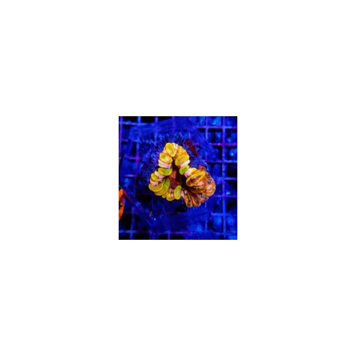 Cynarina lacrymalis (Rainbow) (Ultra) | LPS stony coral | A…