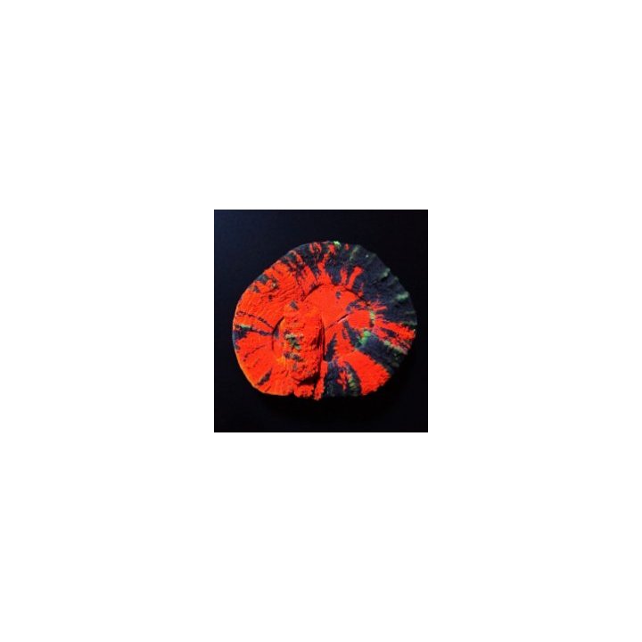 Scolymia australis (Double Head) | LPS-kivikoralli | Akvaar…