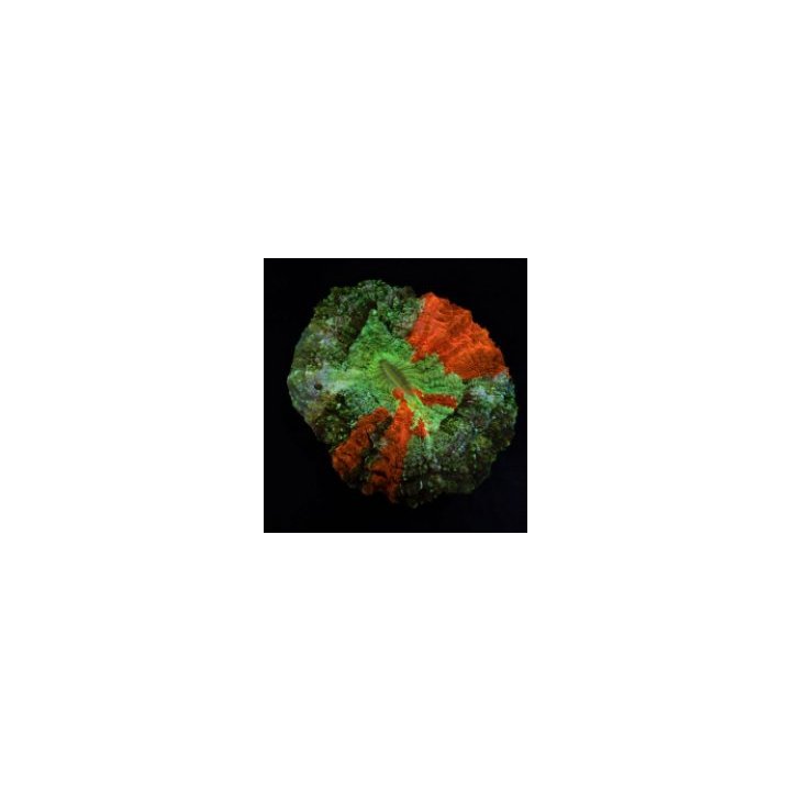 Acanthophyllia deshayesiana (Bleeding Apple) | LPS-kivikora…