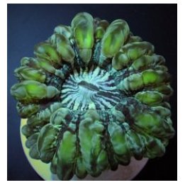 Cynarina lacrymalis (Green) | LPS stony coral | Akvaariokei…
