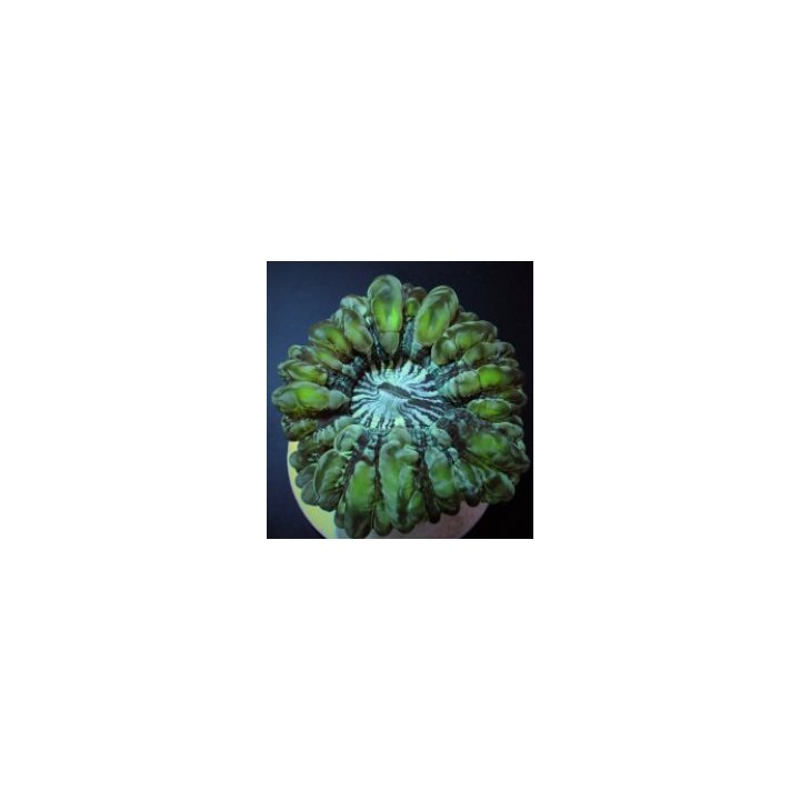 Cynarina lacrymalis (Green) | LPS stony coral | Akvaariokei…
