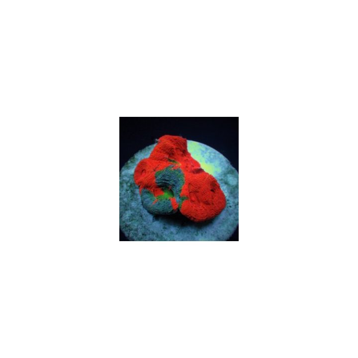 Acanthastrea bowerbanki (Bleeding Apple) | LPS stony coral …