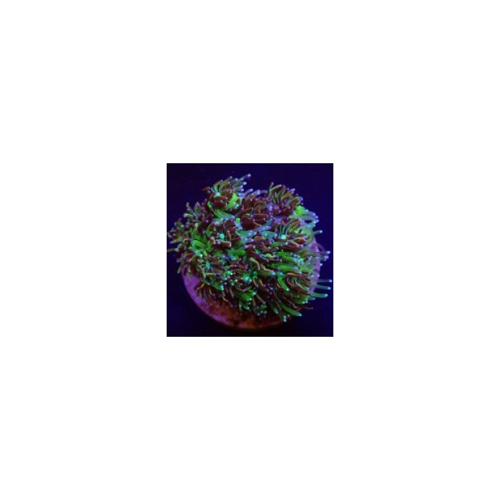 Galaxea spp. (Orange-Rainbow) | LPS stony coral | Akvaariok…