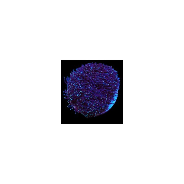 Galaxea spp. | LPS stony coral | Akvaariokeidas