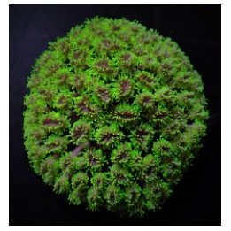 Galaxea spp. (Green) | LPS-kivikoralli | Akvaariokeidas
