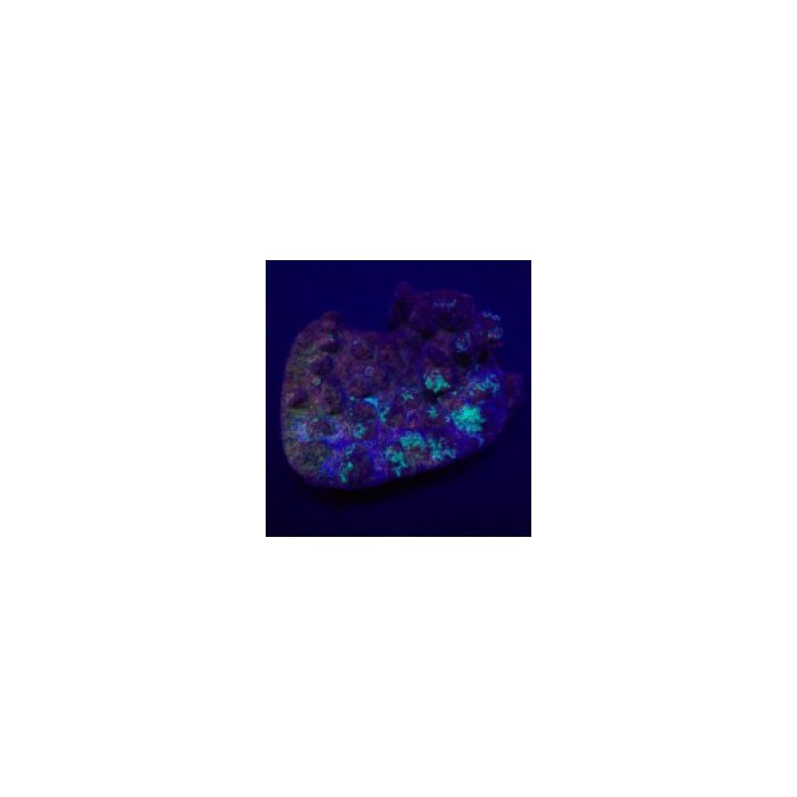 Mycedium spp. (Premium) | LPS-kivikoralli | Akvaariokeidas