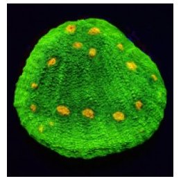 Echinophyllia spp. (Space Invader) | LPS stony coral | Akva…