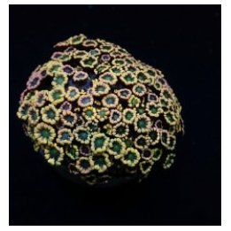 Alveopora spp. (Ultra) | LPS stony coral | Akvaariokeidas