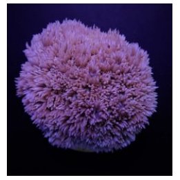 Goniopora spp. (Blue-Purple) | LPS stony coral | Akvaarioke…