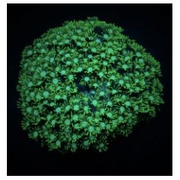 Alveopora spp. (Green) | LPS stony coral | Akvaariokeidas