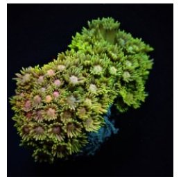 Goniopora spp. (Ultra) | LPS stony coral | Akvaariokeidas