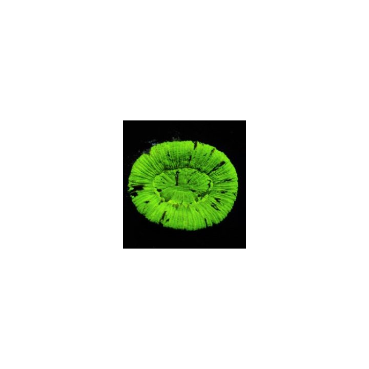 Trachyphyllia spp. (Green) | LPS stony coral | Akvaariokeid…
