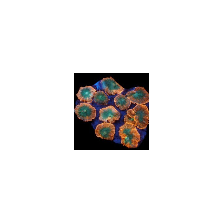 Rhodactis inchoata (Orange) | mushroom coral | Akvaariokeid…