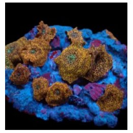Discosoma spp. (Special Selected) | mushroom coral | Akvaar…
