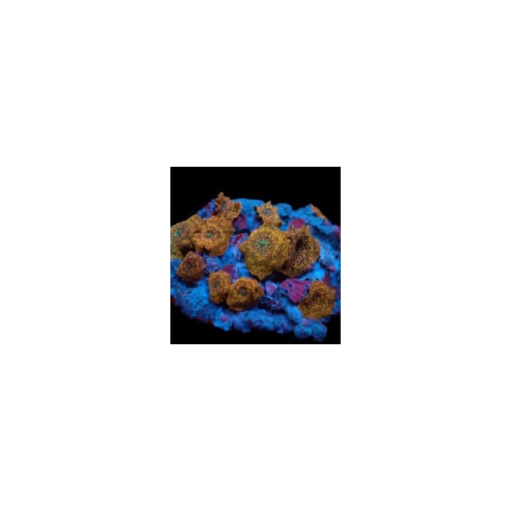 Discosoma spp. (Special Selected) | mushroom coral | Akvaar…