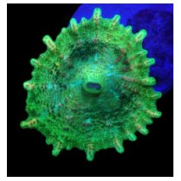 Discosoma neglecta (Green) (per ear) | mushroom coral | Akv…