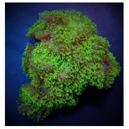 Rhodactis indosinensis (Green) | levyvuokko | Akvaariokeidas