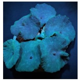 Discosoma spp. (Blue) (Grade A) | mushroom coral | Akvaario…