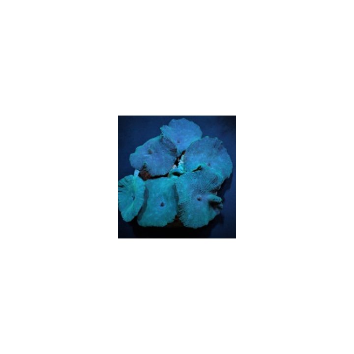 Discosoma spp. (Blue) (Grade A) | mushroom coral | Akvaario…