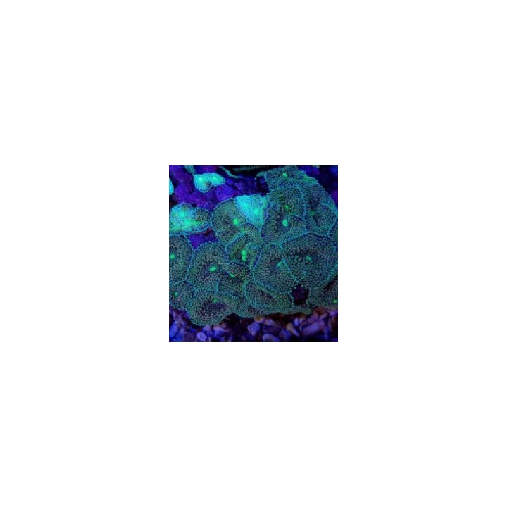 Ricordea florida (Green-Blue) | levyvuokko | Akvaariokeidas