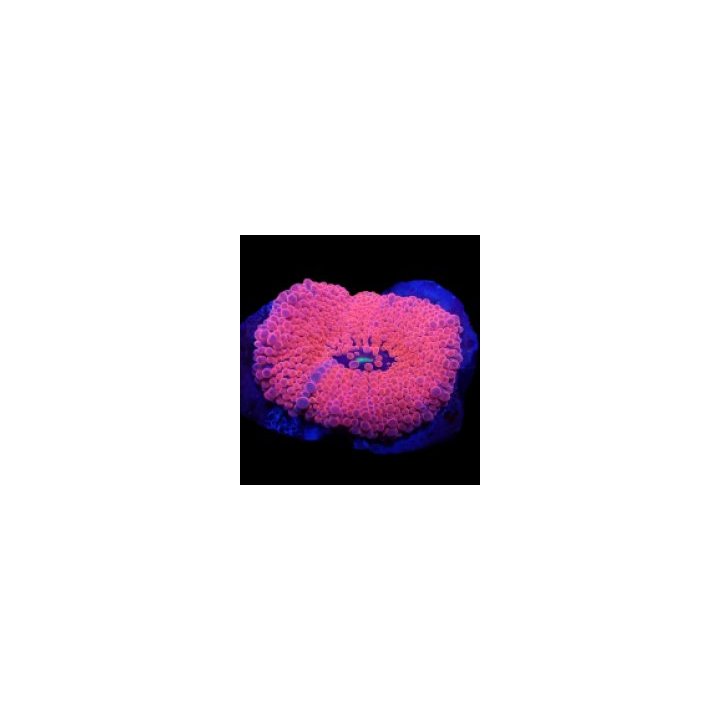 Ricordea yuma (Pink) (Ultra) (per ear) | mushroom coral | A…