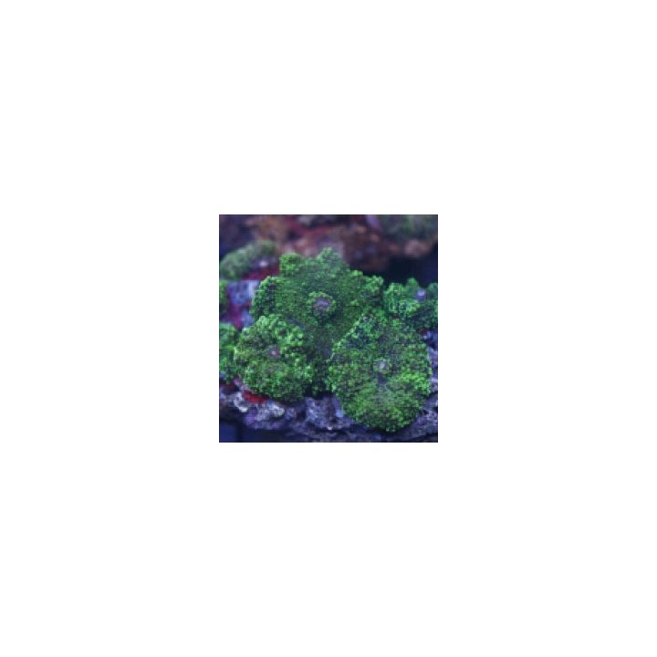 Ricordea yuma (Green) | mushroom coral | Akvaariokeidas