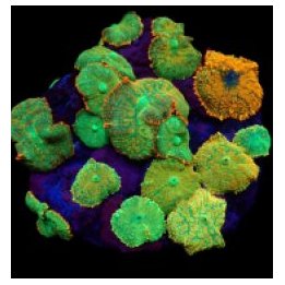 Rhodactis inchoata (Orange) (per ear) | mushroom coral | Ak…