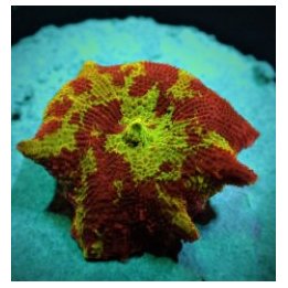 Discosoma spp. (Jawbreaker) (Grade A) | mushroom coral | Ak…