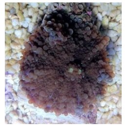 Ricordea yuma (Common) | mushroom coral | Akvaariokeidas