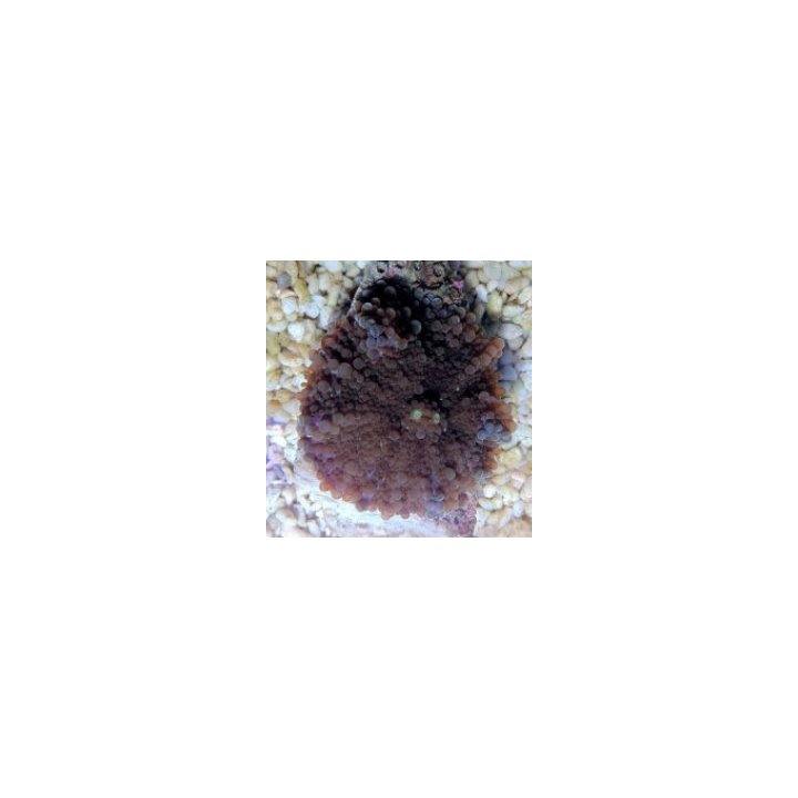 Ricordea yuma (Common) | mushroom coral | Akvaariokeidas