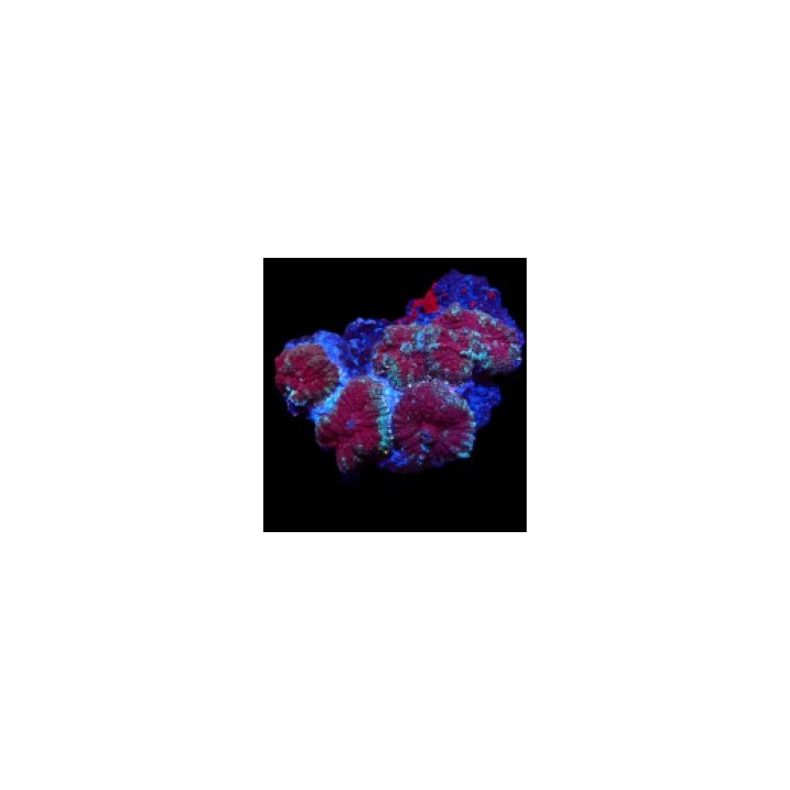 Rhodactis inchoata (Grade A) | mushroom coral | Akvaariokei…