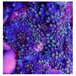 Ricordea yuma (Rainbow) | mushroom coral | Akvaariokeidas