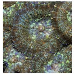 Rhodactis inchoata (Common) | mushroom coral | Akvaariokeid…