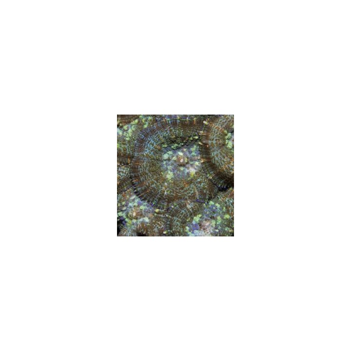 Rhodactis inchoata (Common) | levyvuokko | Akvaariokeidas