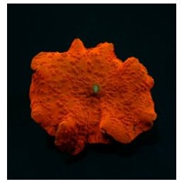 Discosoma spp. (Red) (Ultra) (per ear) | mushroom coral | A…