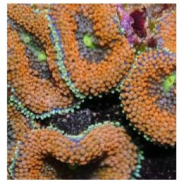 Ricordea florida (Orange-Red) (Grade A) | mushroom coral | …